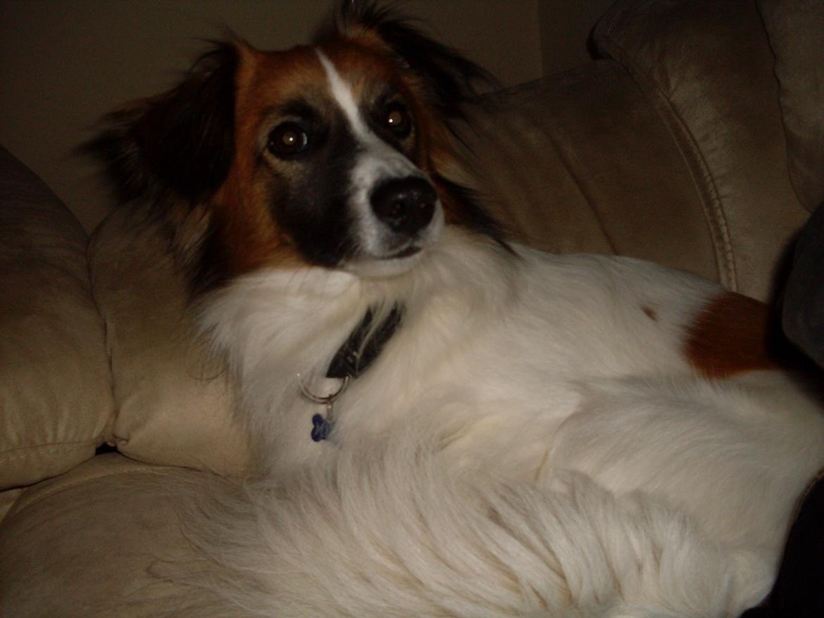 Blanding af racer Miki billede 17