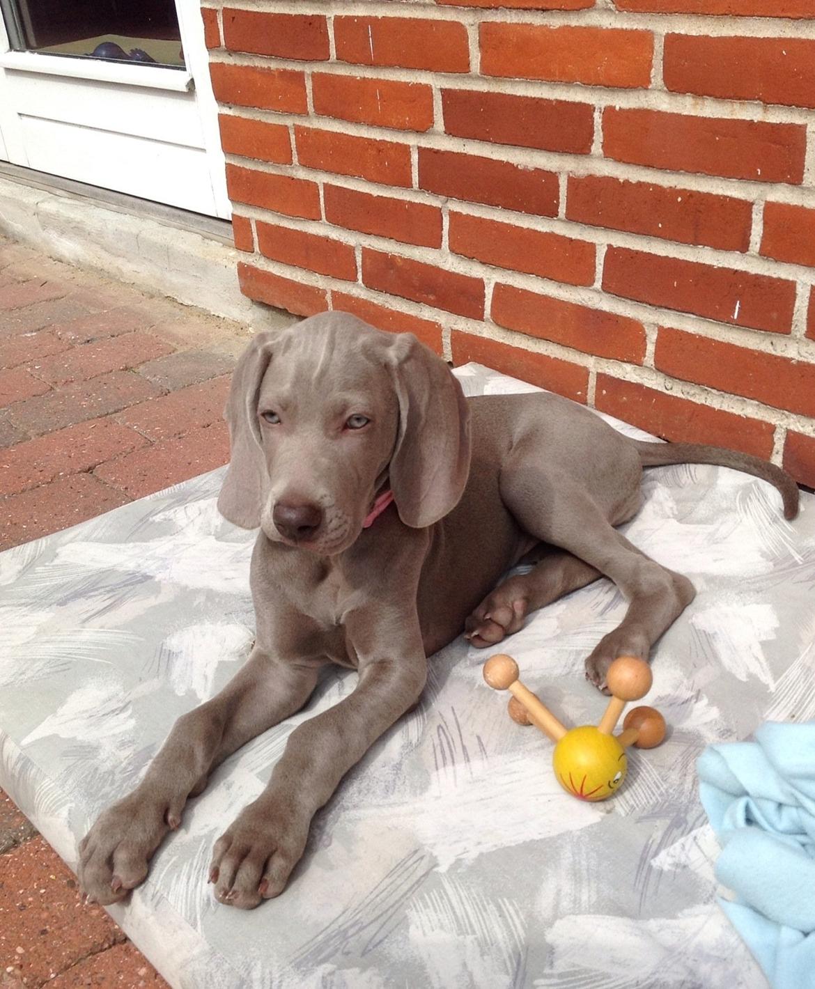Weimaraner Aura billede 2