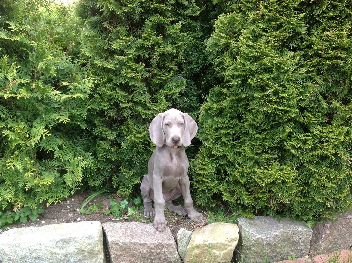 Weimaraner Aura billede 3