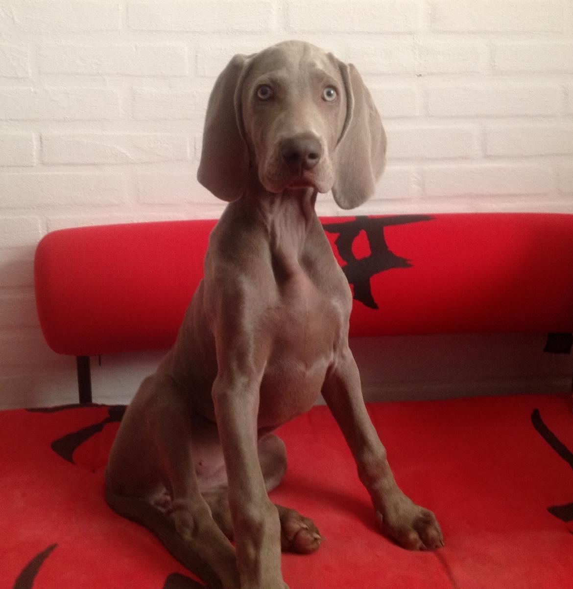 Weimaraner Aura billede 5