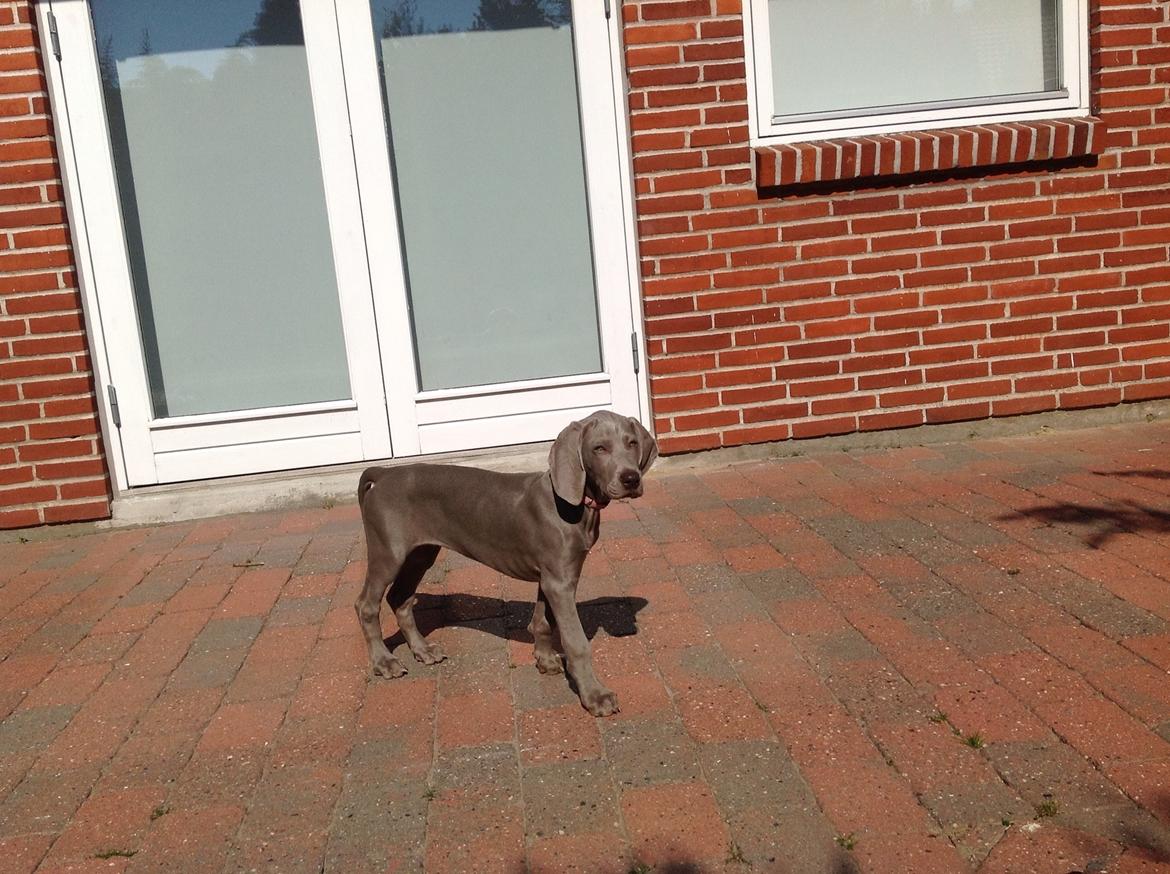 Weimaraner Aura billede 6