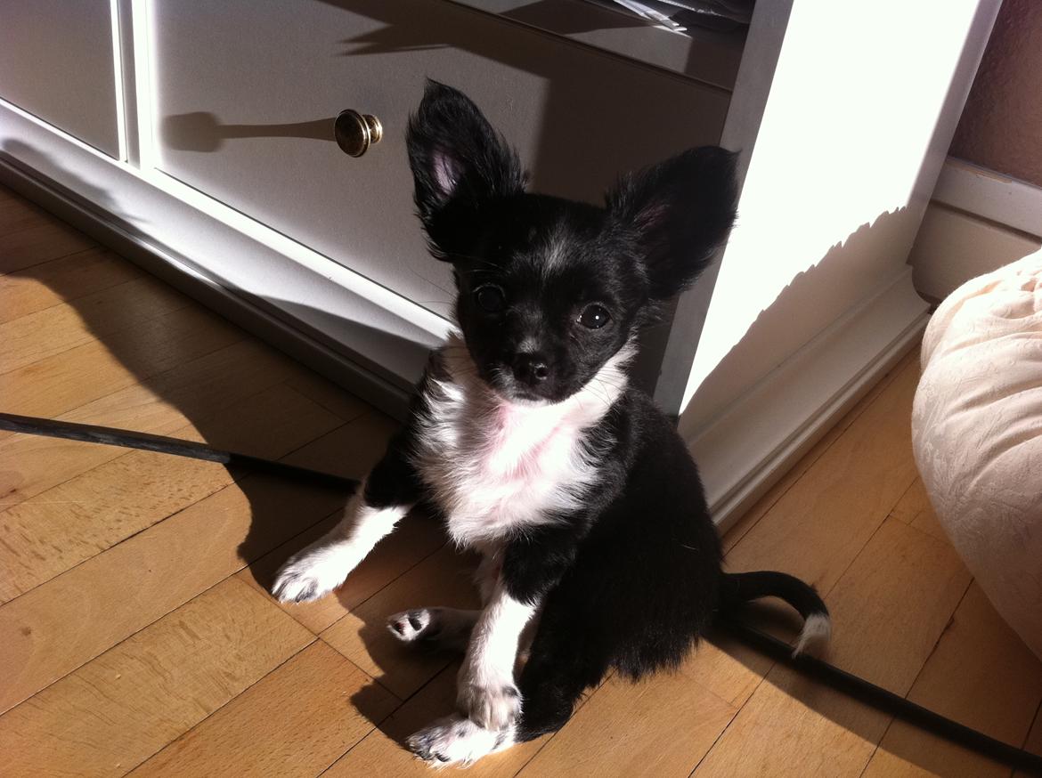 Chihuahua Domino billede 1