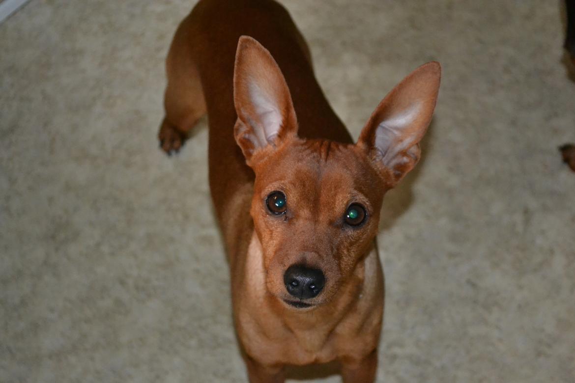 Dvaergpinscher Tito aka Ote mus billede 4