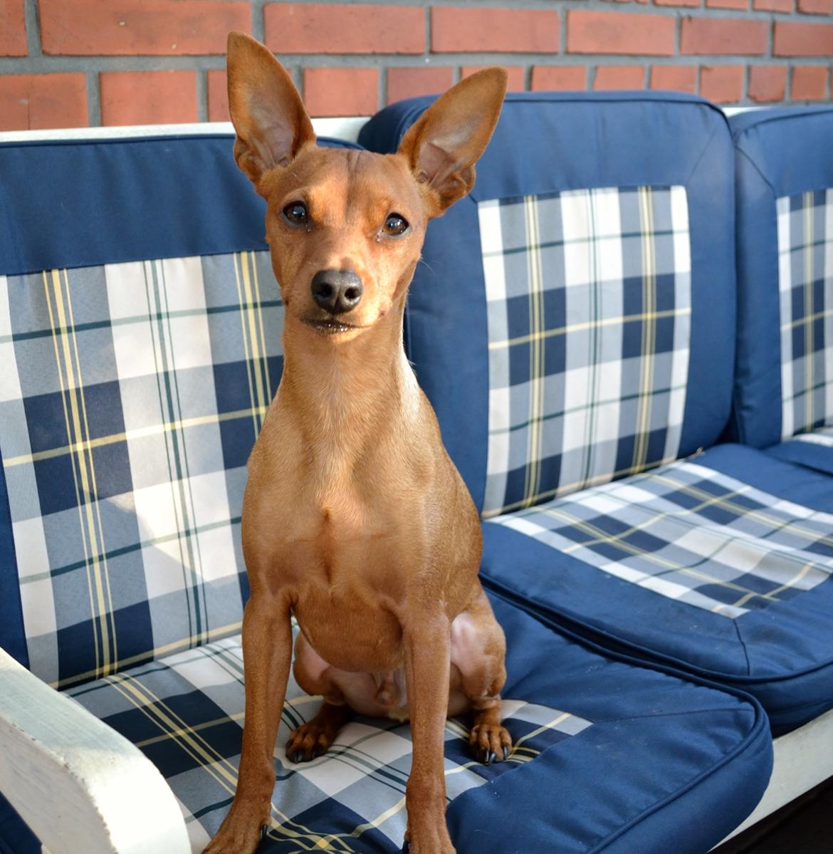 Dvaergpinscher Tito aka Ote mus billede 1