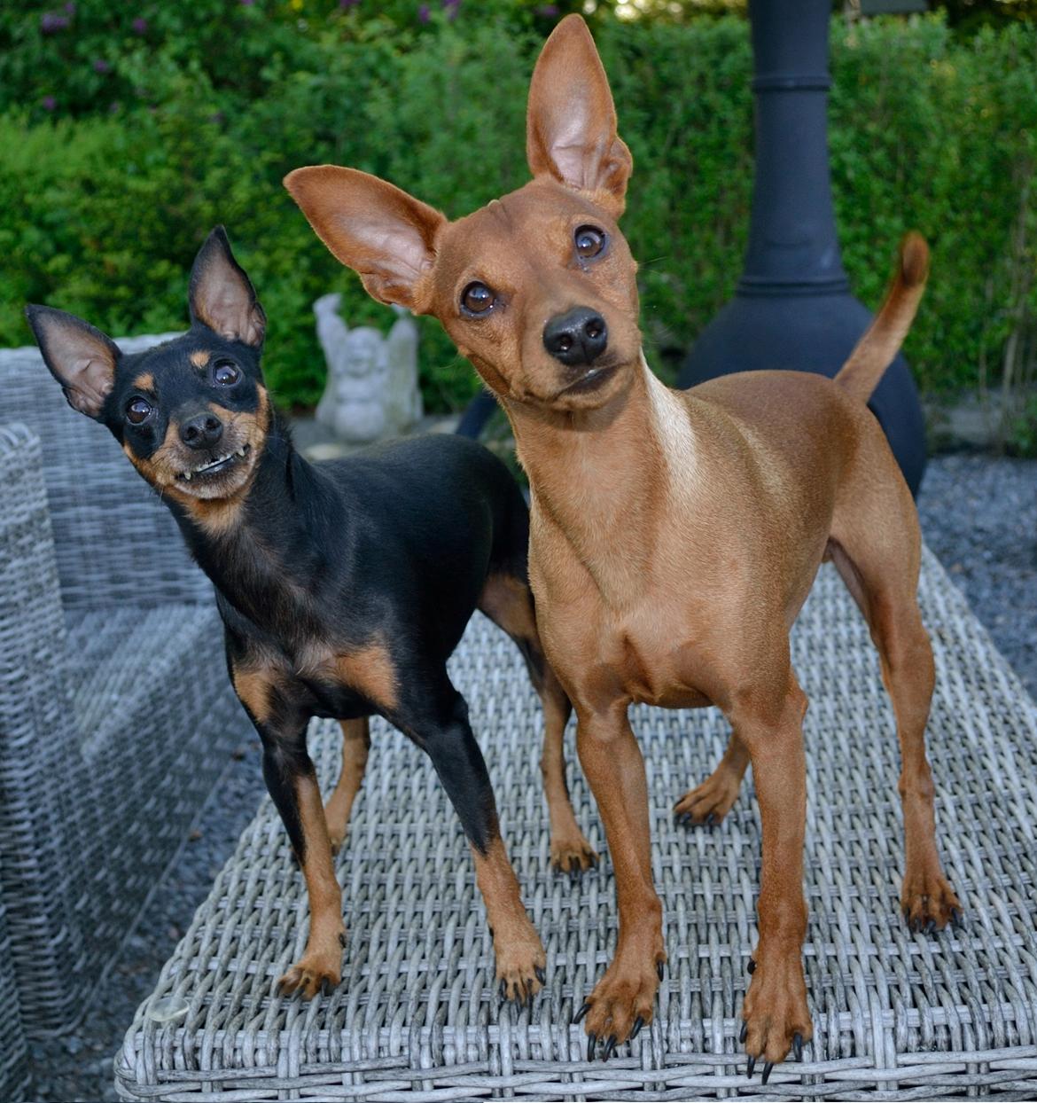 Dvaergpinscher Tito aka Ote mus billede 3