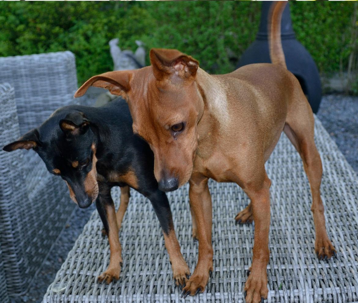 Dvaergpinscher Tito aka Ote mus billede 7