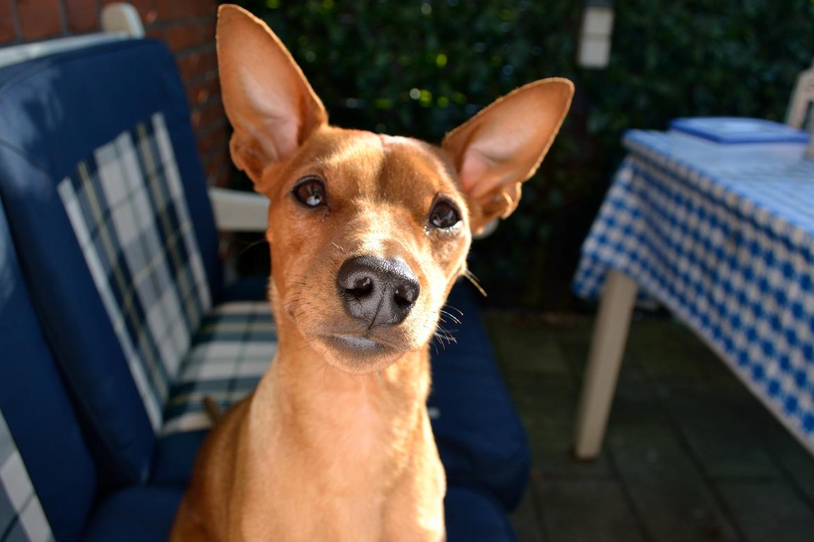 Dvaergpinscher Tito aka Ote mus billede 5