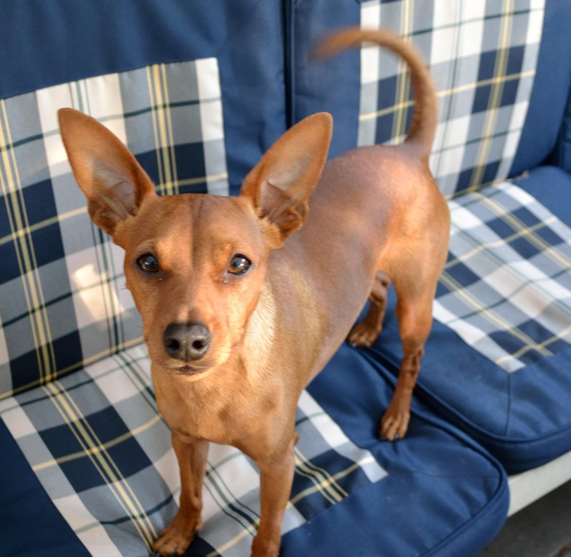 Dvaergpinscher Tito aka Ote mus billede 2