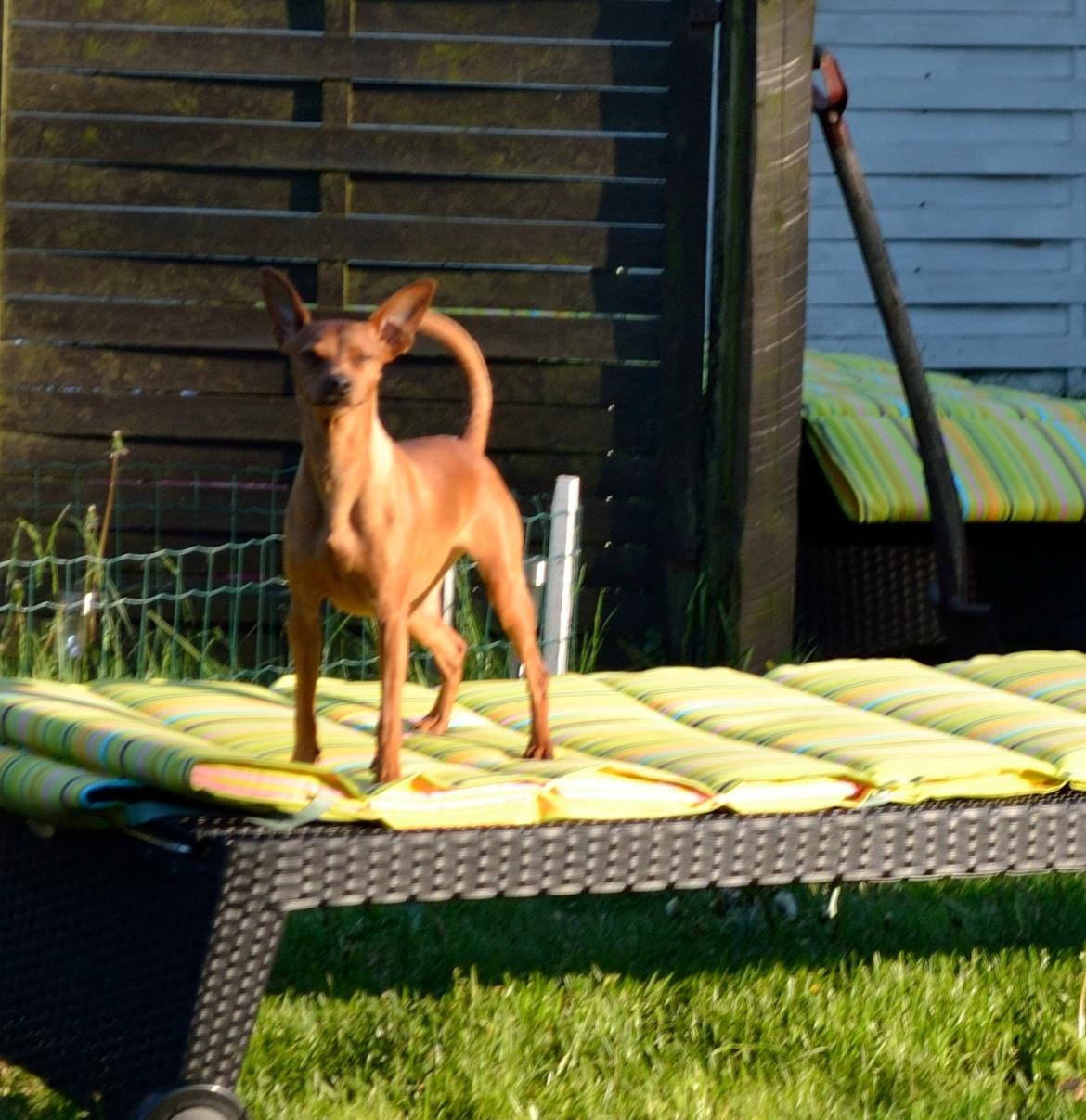 Dvaergpinscher Tito aka Ote mus billede 6