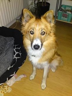 Blanding af racer Charlie billede 6