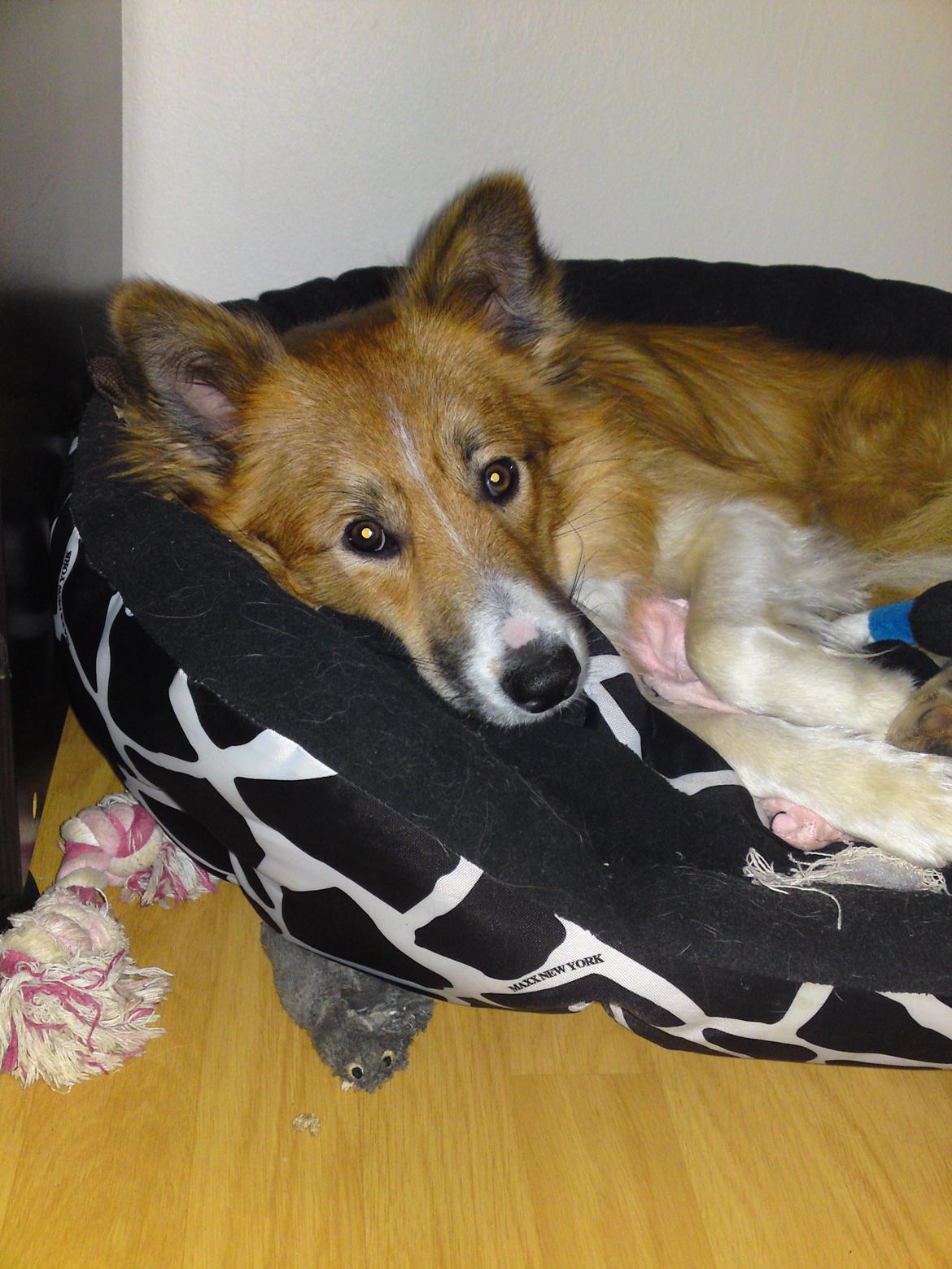 Blanding af racer Charlie - Ahh - elsker min hundekurv billede 7