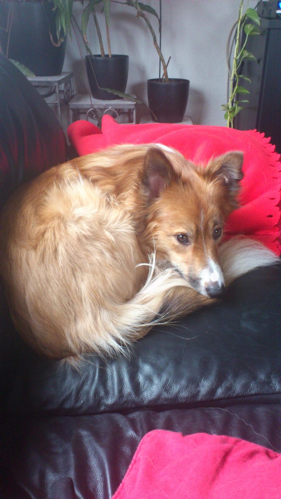 Blanding af racer Charlie - Charlie i sofaen billede 8