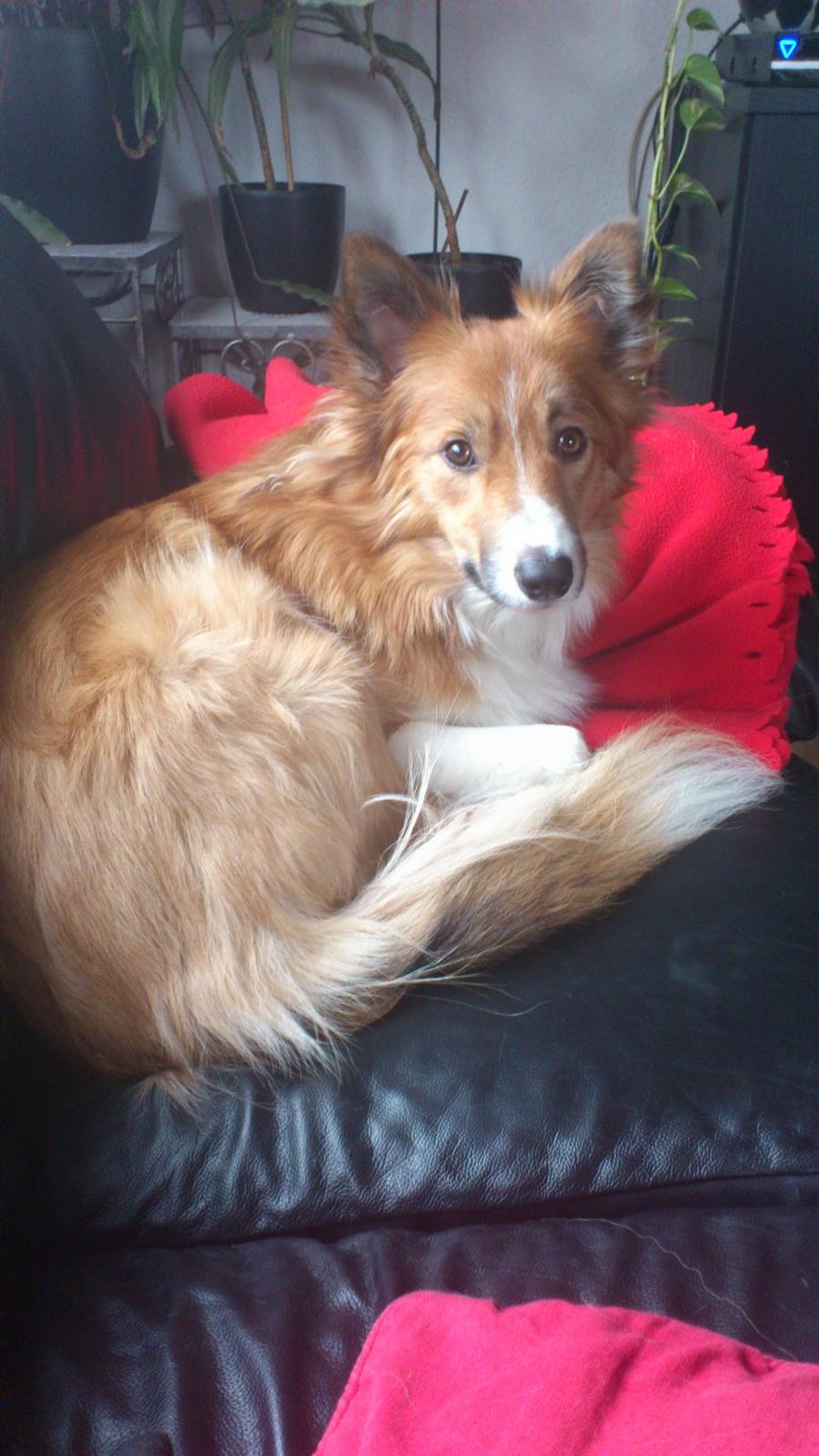 Blanding af racer Charlie - Er nu dejligt at putte i sofaen :-) billede 9