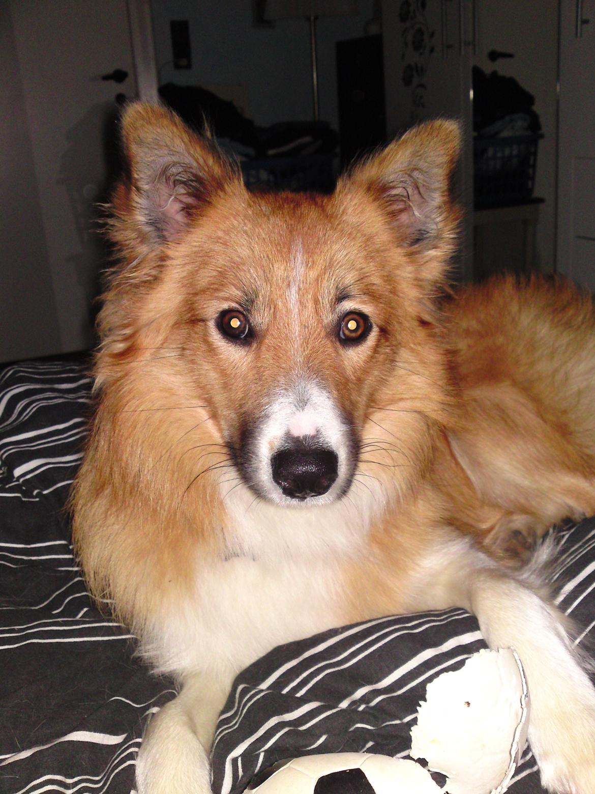 Blanding af racer Charlie - Er jeg ikke bare skøn? billede 10