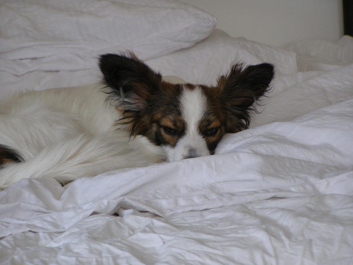 Papillon Neelix billede 6