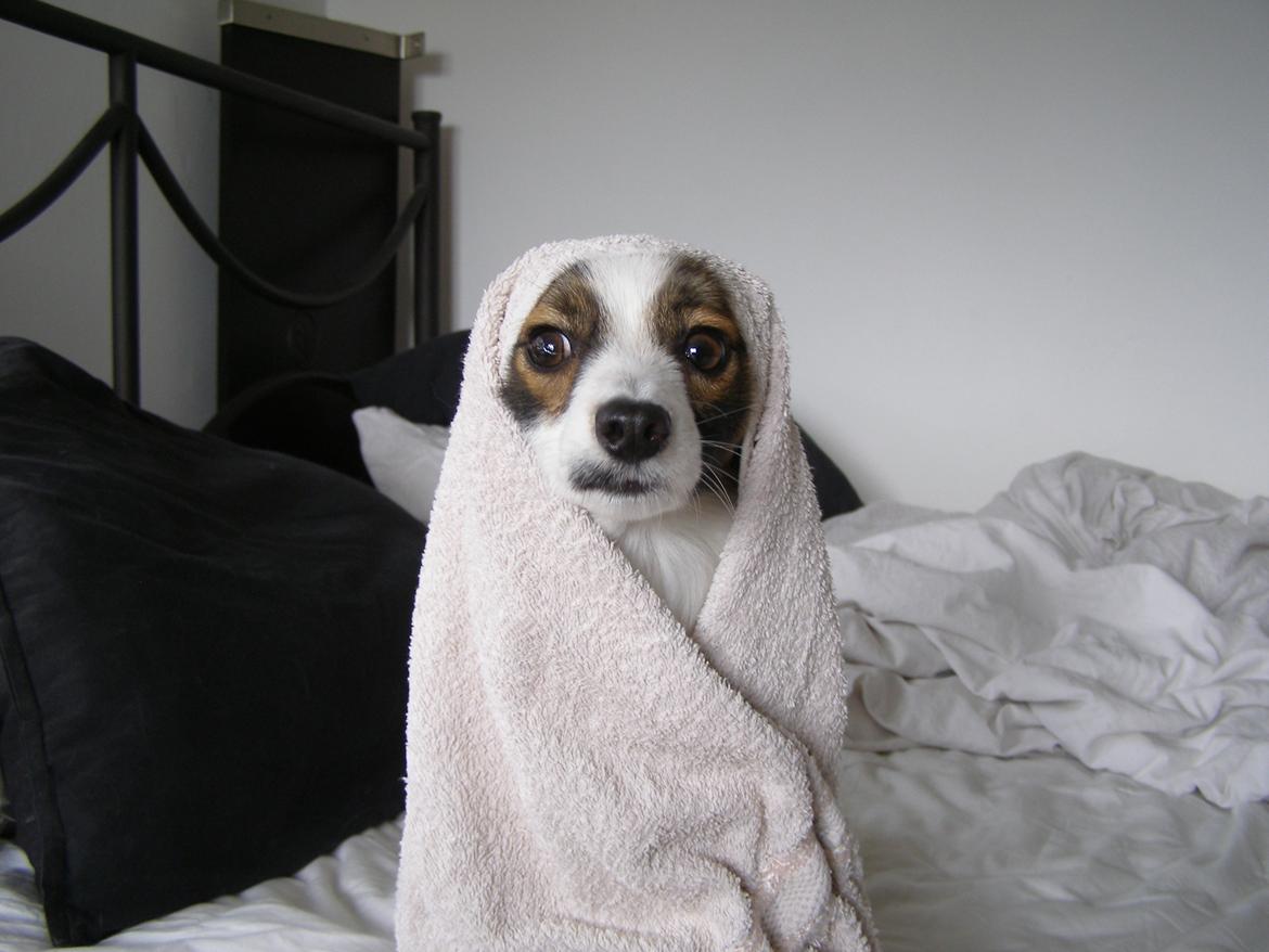 Papillon Neelix billede 7