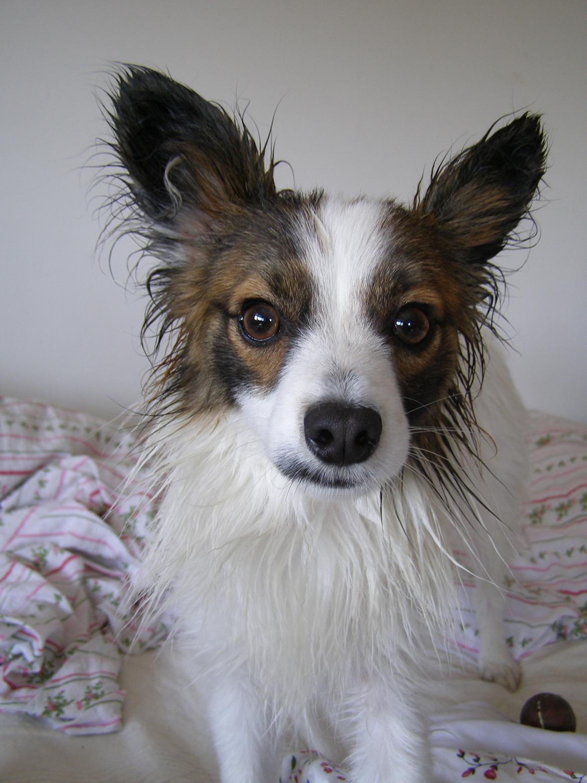 Papillon Neelix billede 8