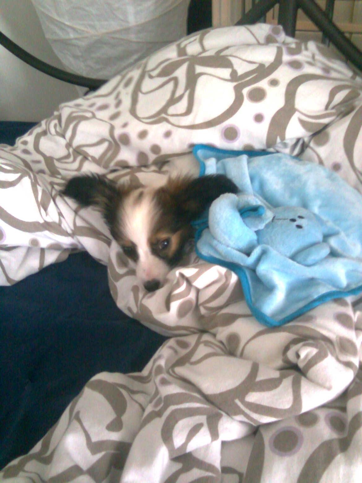 Papillon Neelix billede 9