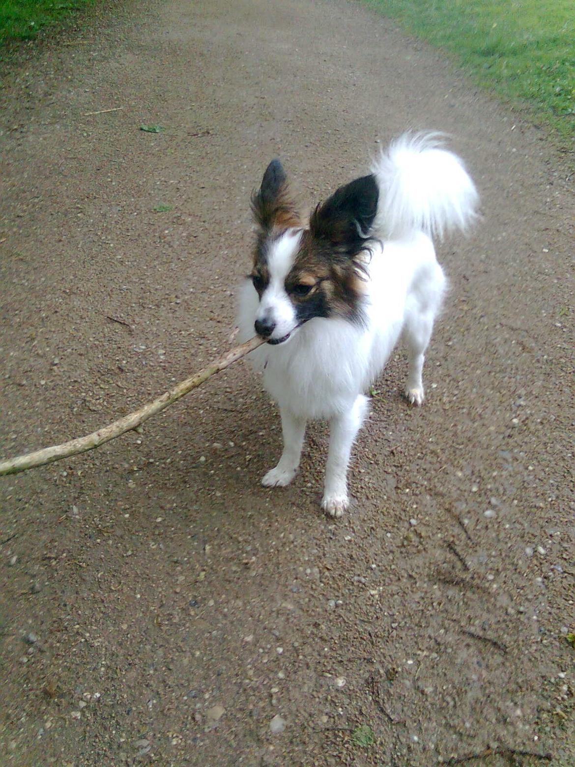 Papillon Neelix billede 10