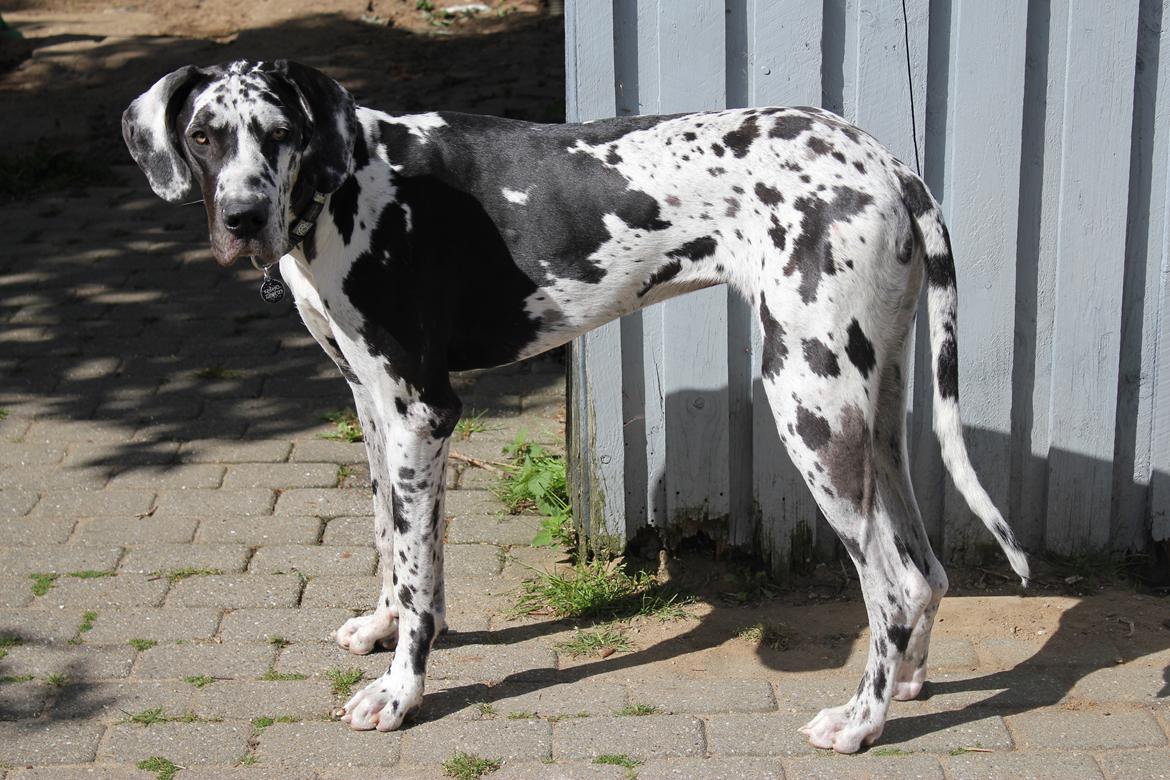 Grand danois Katho billede 9