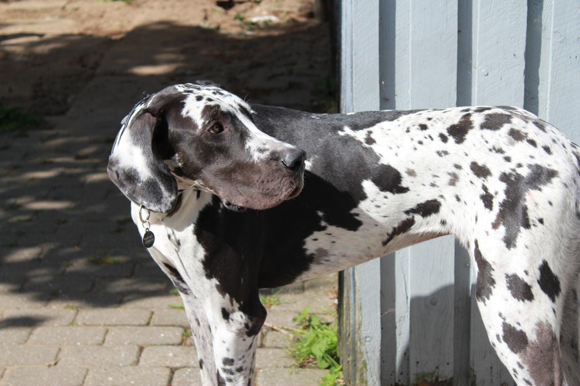 Grand danois Katho billede 10