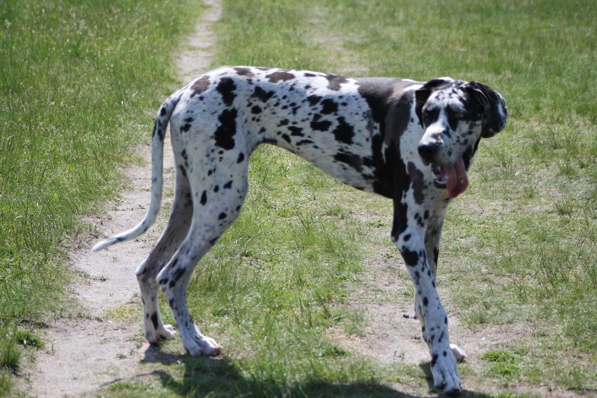 Grand danois Katho billede 11