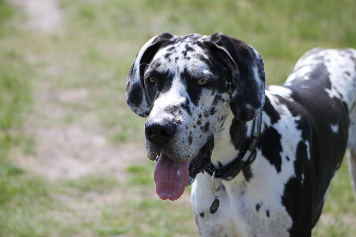 Grand danois Katho billede 12