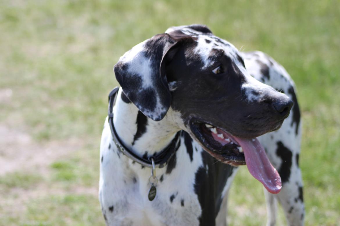 Grand danois Katho billede 13