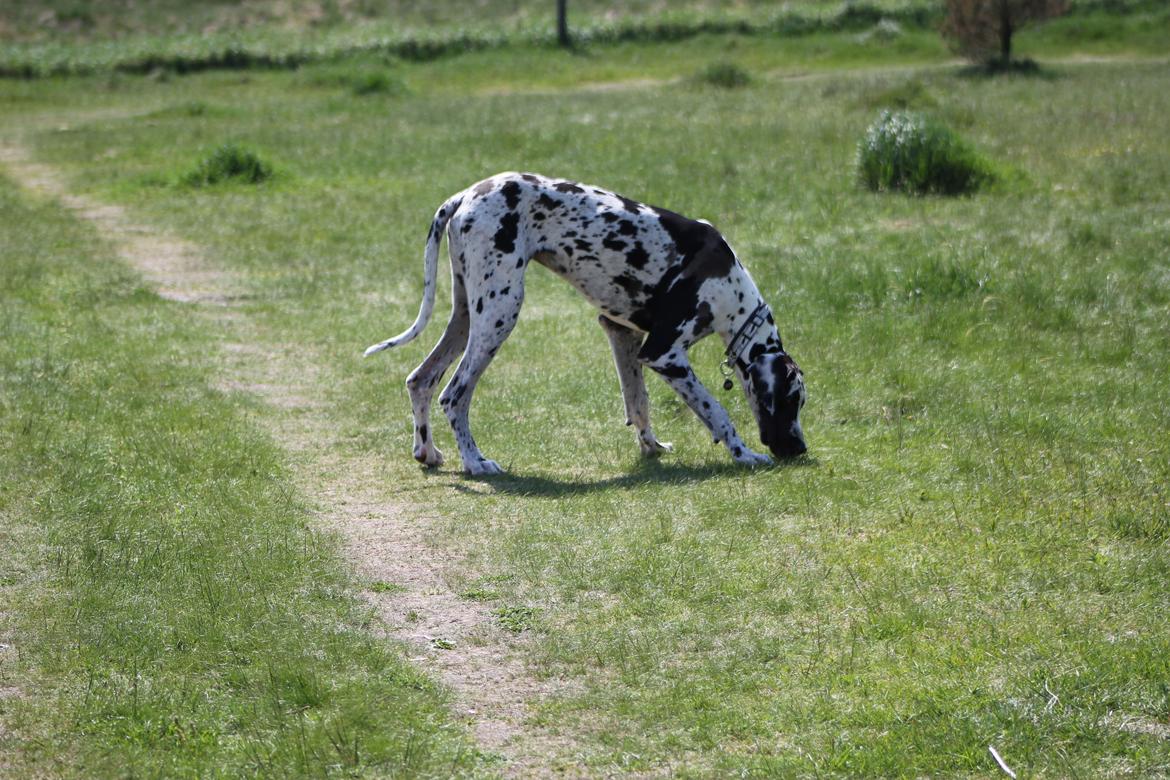 Grand danois Katho billede 14