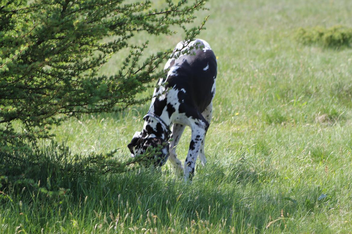 Grand danois Katho billede 15