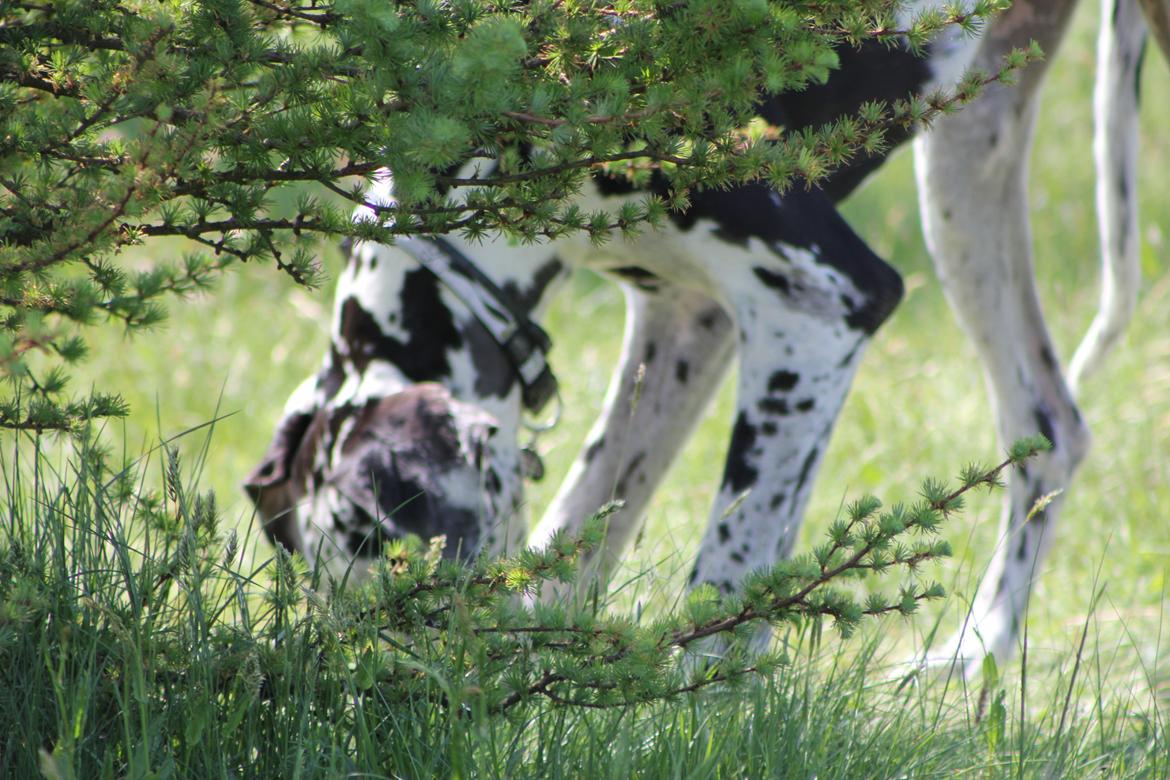 Grand danois Katho billede 16