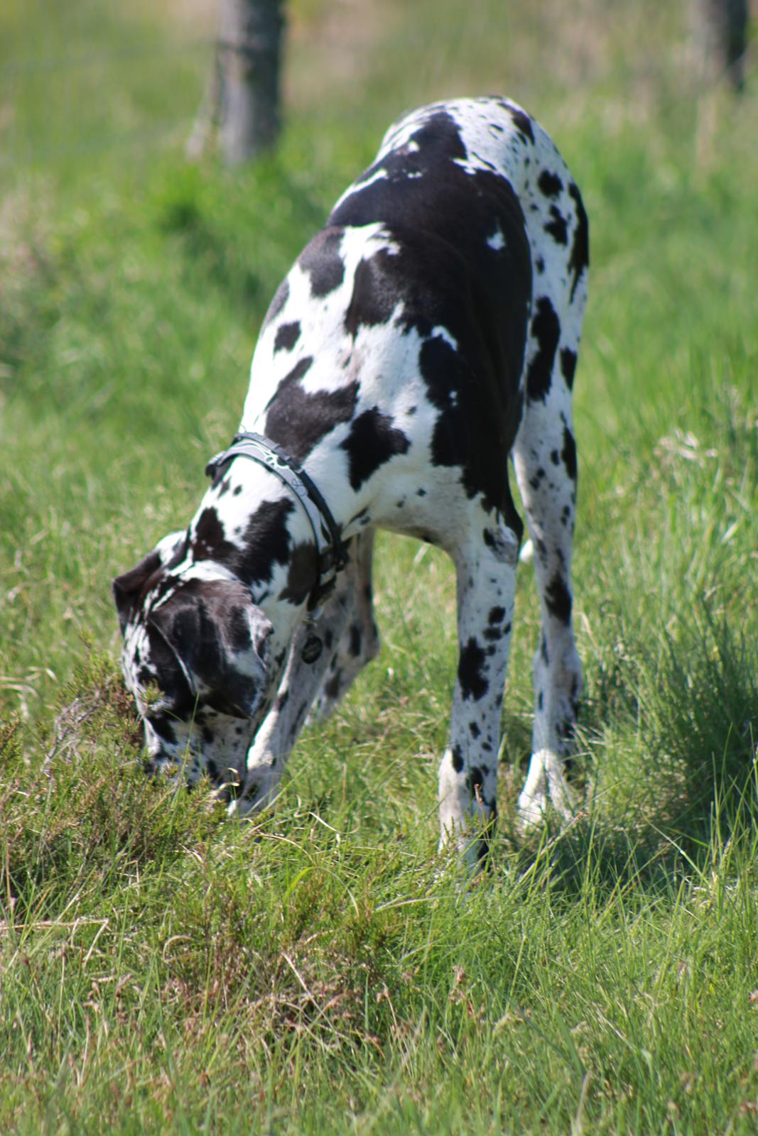 Grand danois Katho billede 17