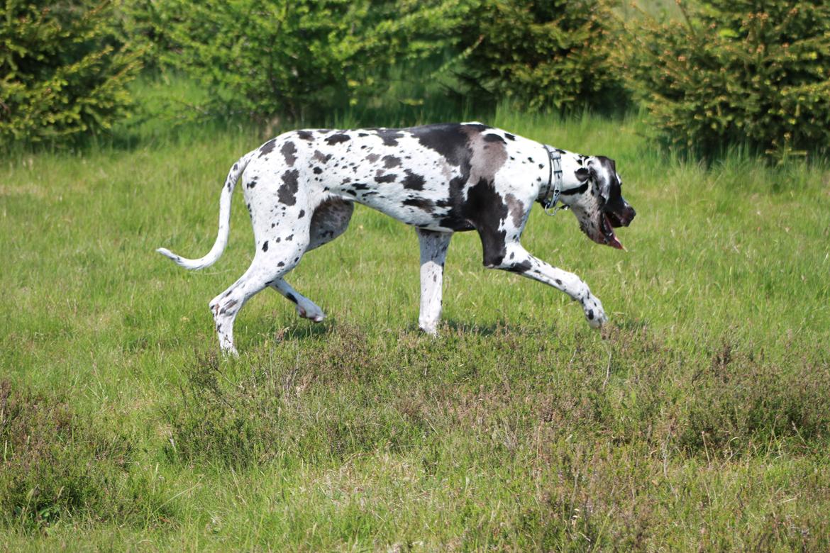 Grand danois Katho billede 18