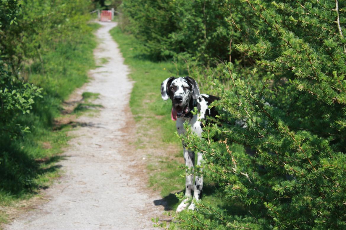 Grand danois Katho billede 19