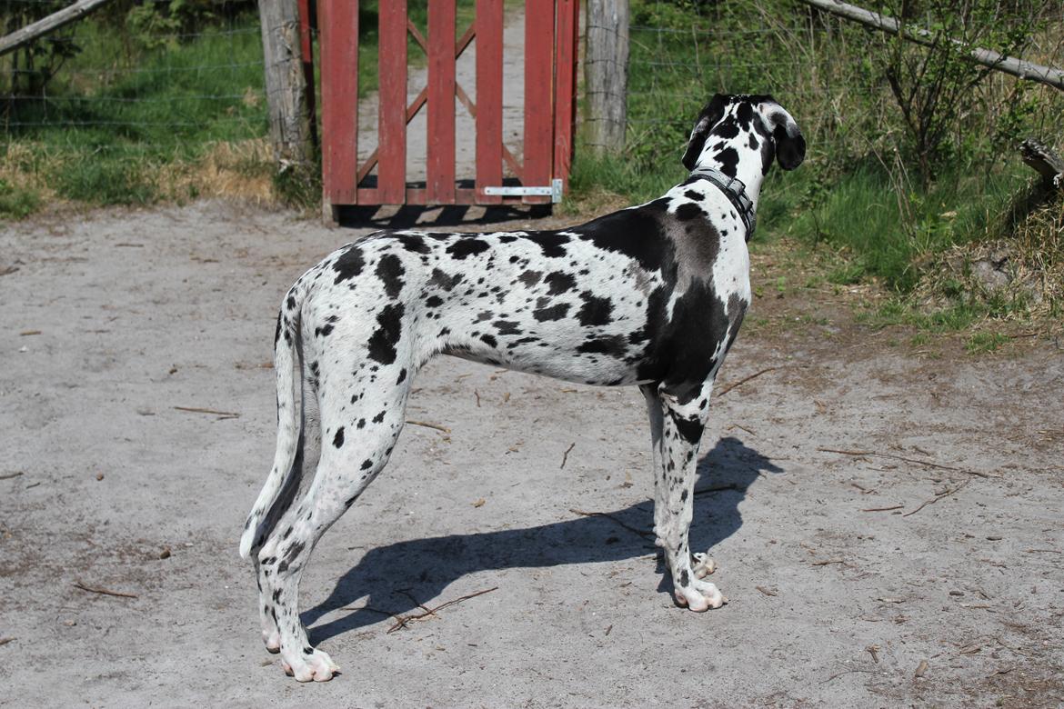 Grand danois Katho billede 20