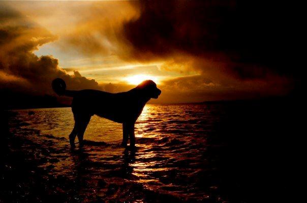 Grosser schweizer sennenhund Unico's Shelby billede 6