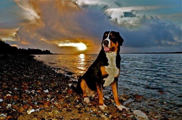 Grosser schweizer sennenhund Unico's Shelby - I sommerhus  billede 1