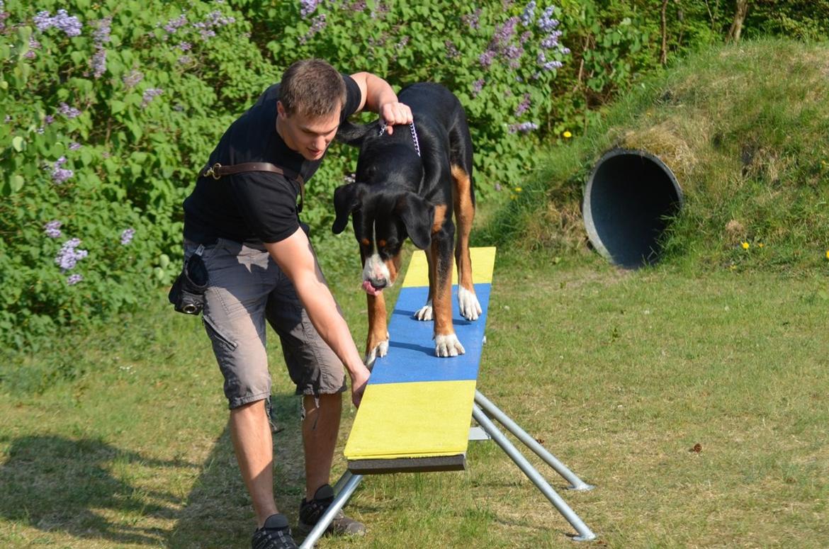 Grosser schweizer sennenhund Unico's Shelby - "Er du nu sikker på at den her åndsvage vippe er stor nok til mig..?!" billede 11