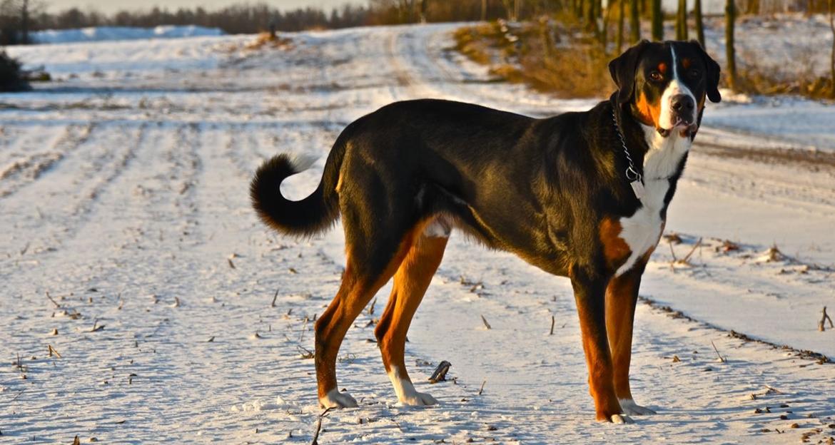 Grosser schweizer sennenhund Unico's Shelby - Vinter 2012 billede 12