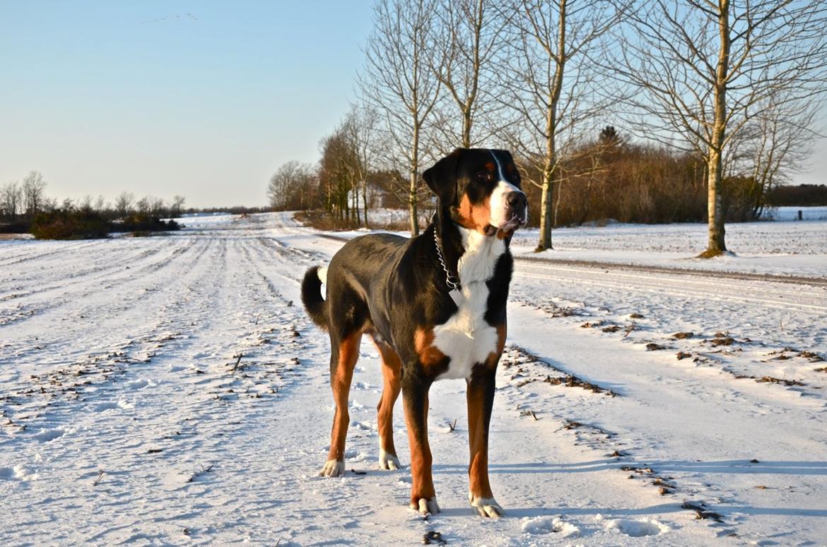 Grosser schweizer sennenhund Unico's Shelby - Vinter 2012 billede 13