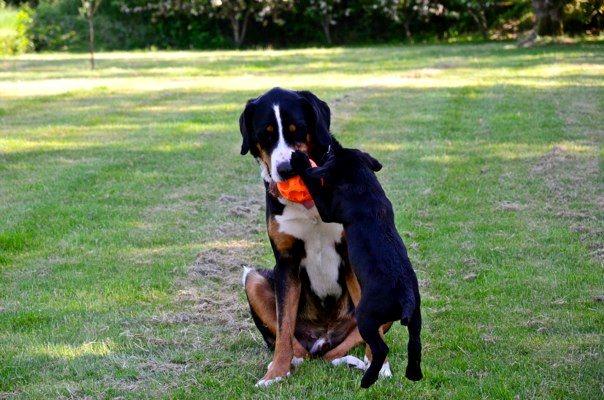 Grosser schweizer sennenhund Unico's Shelby - Leg med den nye "fætter" lab'en Kato billede 14