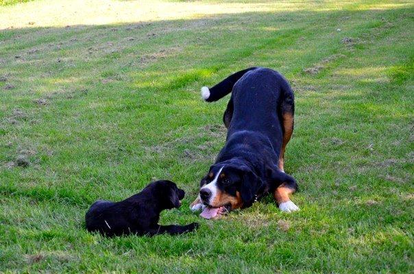 Grosser schweizer sennenhund Unico's Shelby - Det SÅ sjovt! ;) billede 16