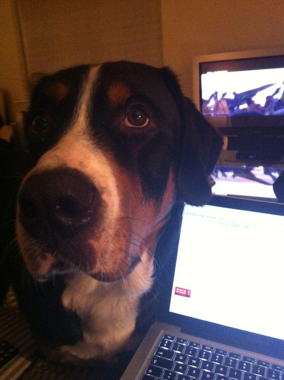 Grosser schweizer sennenhund Unico's Shelby - "halloo..kig nu på mig i stedet for på den computer..!" billede 17