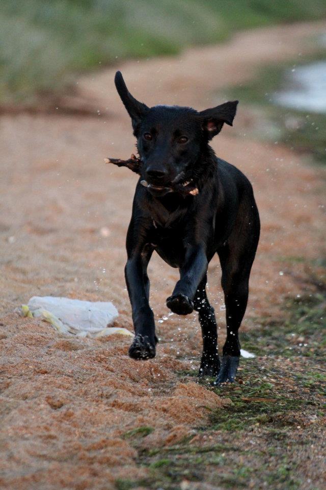 Labrador retriever Kimmie - Ude og bade - hun ELSKER vand! :-) Billedet er taget af CHS-Photo. billede 6