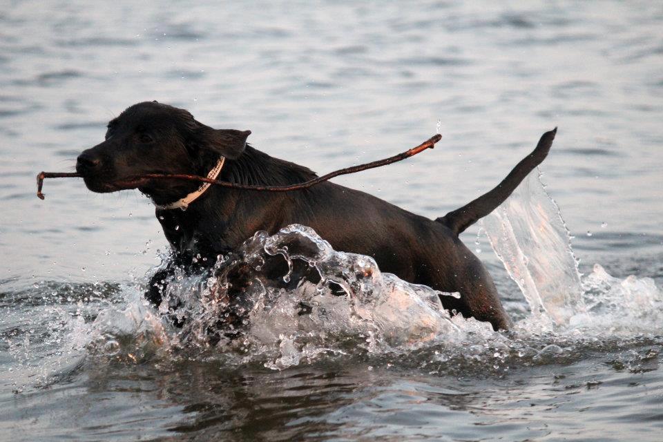 Labrador retriever Kimmie - Billedet er taget af CHS-Photo. billede 7