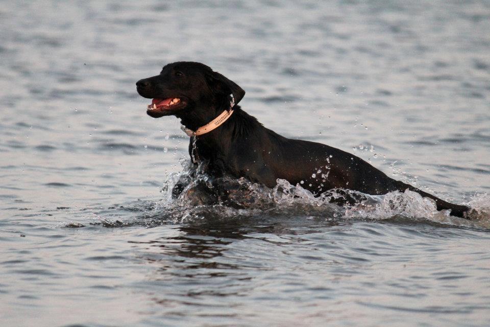 Labrador retriever Kimmie - Billedet er taget af CHS-Photo. billede 10
