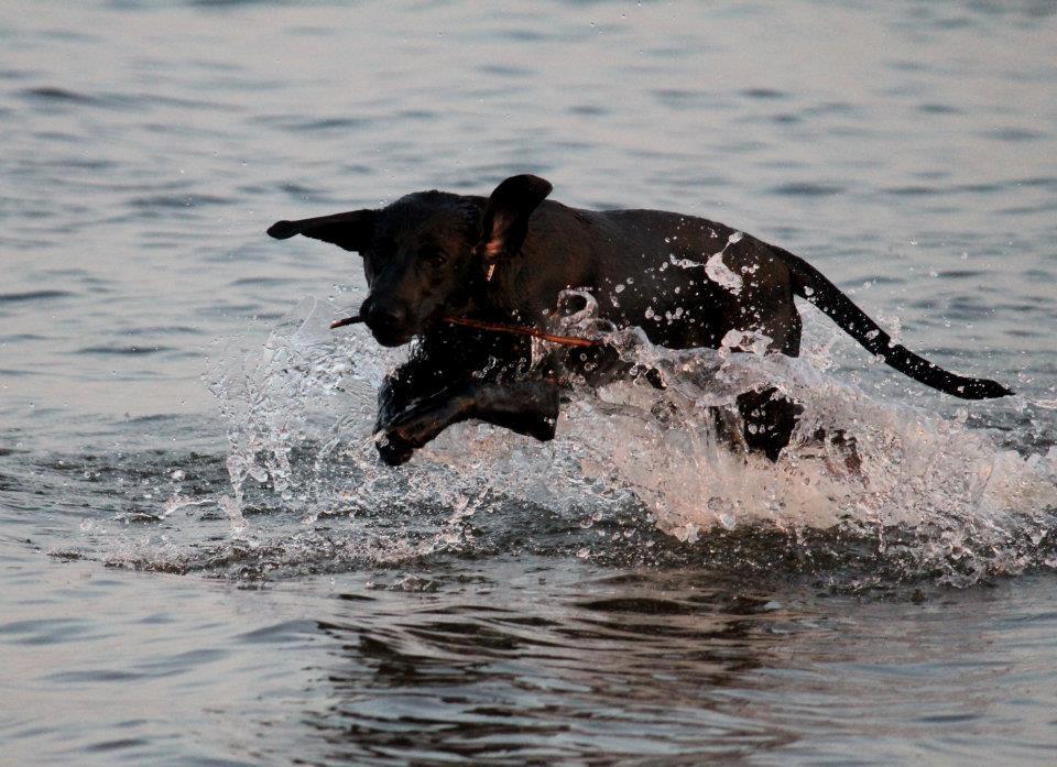 Labrador retriever Kimmie - Billedet er taget af CHS-Photo. billede 11