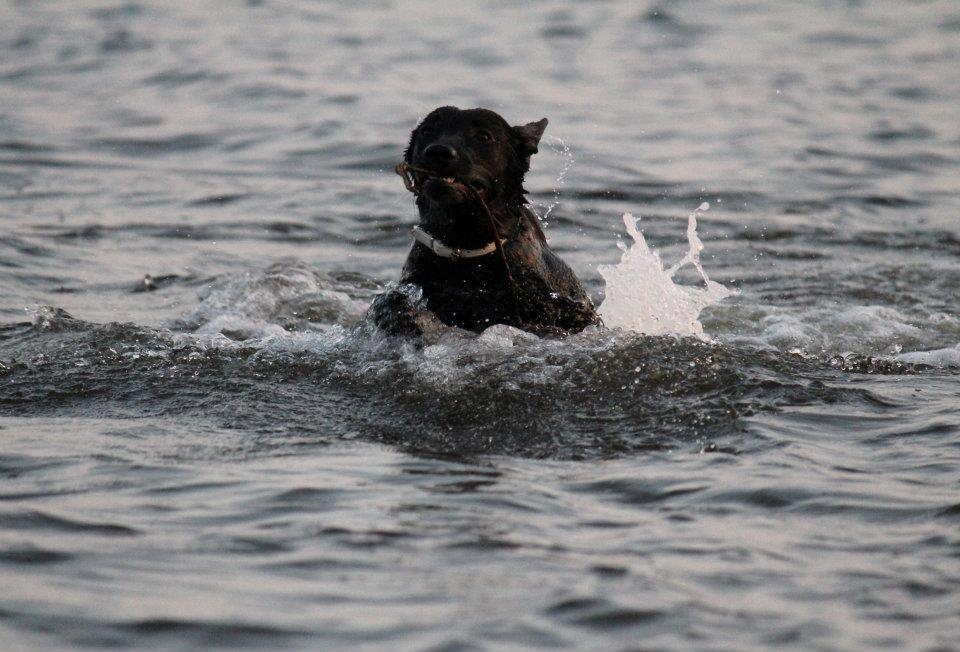 Labrador retriever Kimmie - Billedet er taget af CHS-Photo. billede 8