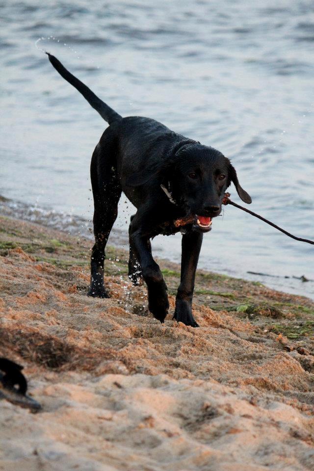 Labrador retriever Kimmie - Billedet er taget af CHS-Photo. billede 9