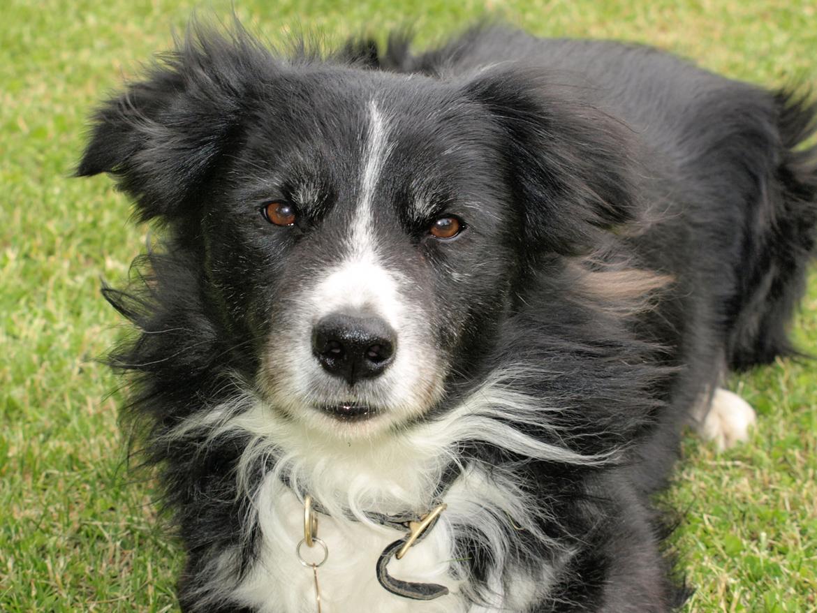 Border collie Freddy - min kloge smukke dreng juni 12 billede 1